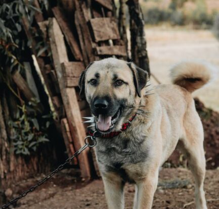 A dog wearing an anti-bark collar in a training session, showcasing effective dog training techniques.