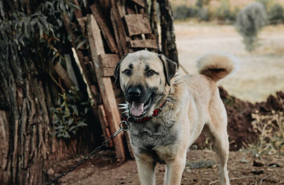 A dog wearing an anti-bark collar in a training session, showcasing effective dog training techniques.