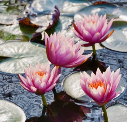 Stijlvolle verhoogde vijverbak in een moderne tuin met planten en waterpartijen.