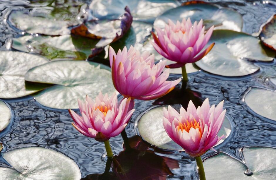 Stijlvolle verhoogde vijverbak in een moderne tuin met planten en waterpartijen.